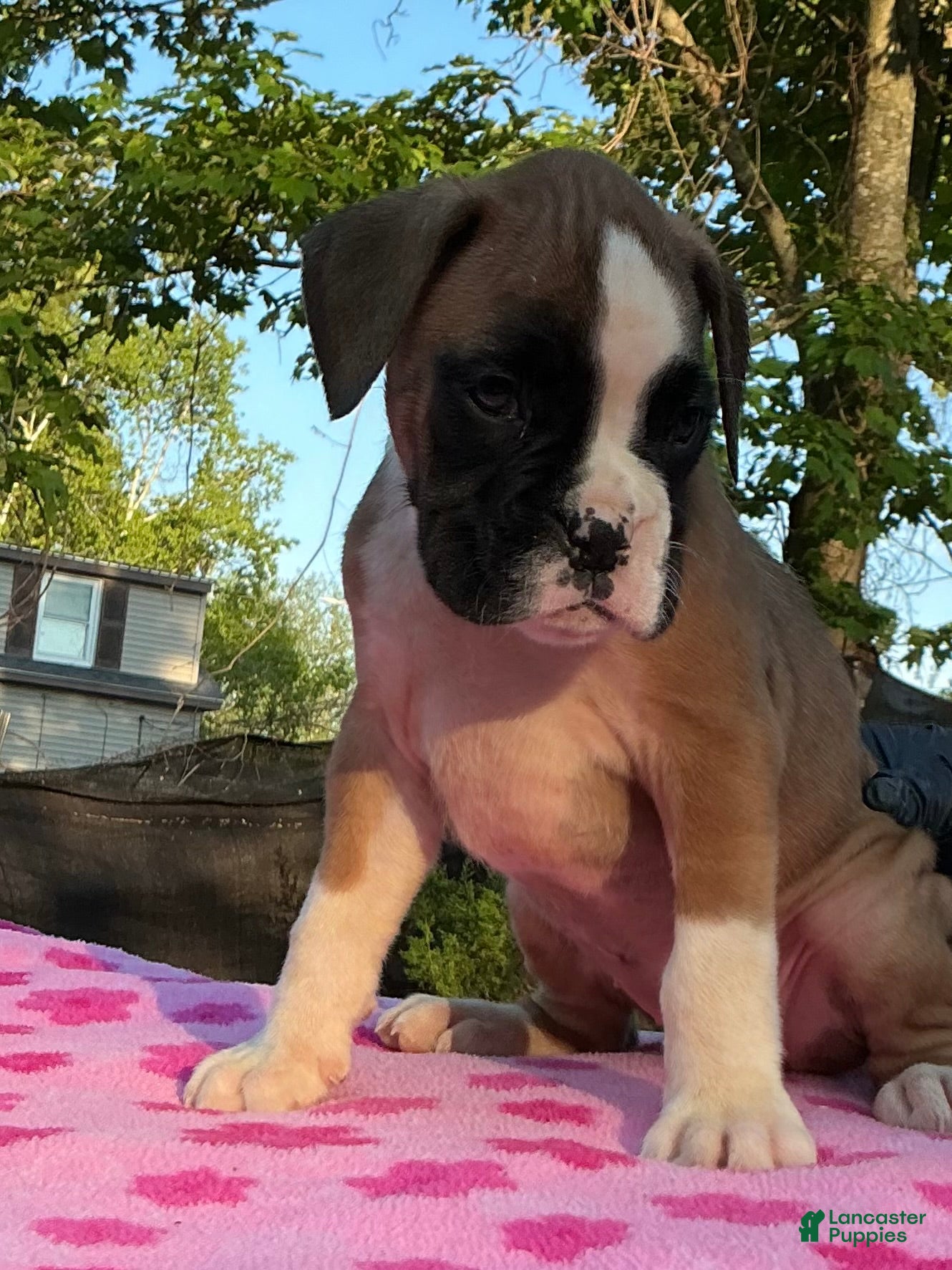 Boxer dogs Boxer 2 Chayenne  - Ad 2