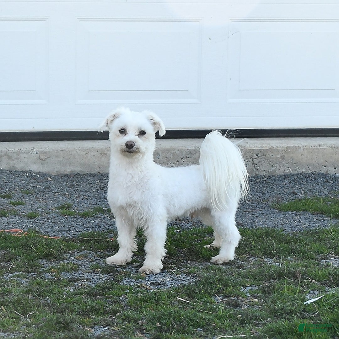 Malshi dogs for sale: Holly - Ad 6