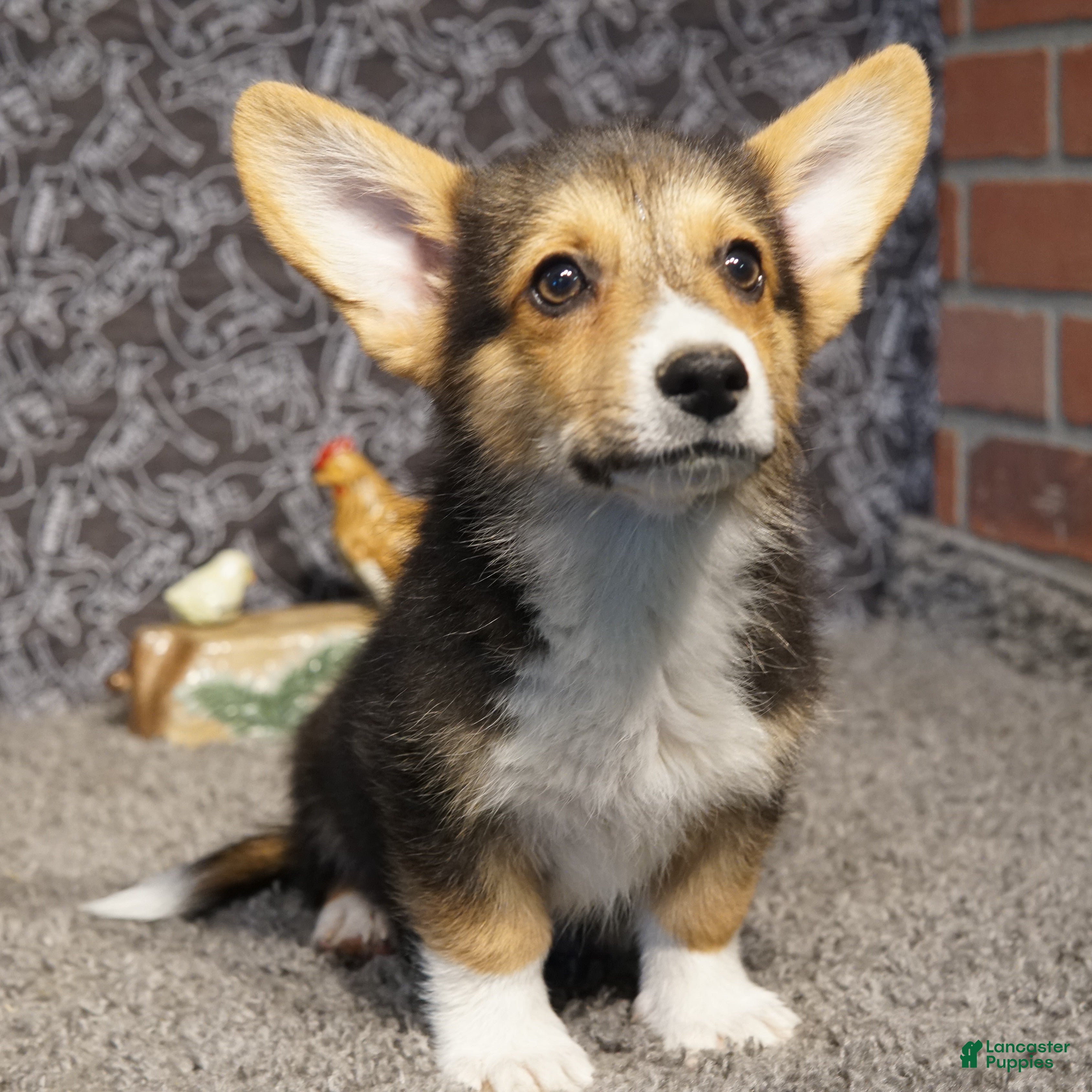 Welsh Corgi Pembroke dogs Frankie - Ad 19