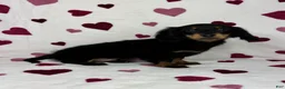 Dachshund dogs for sale: Mini Dachshund Puppy 1 - Ad 2