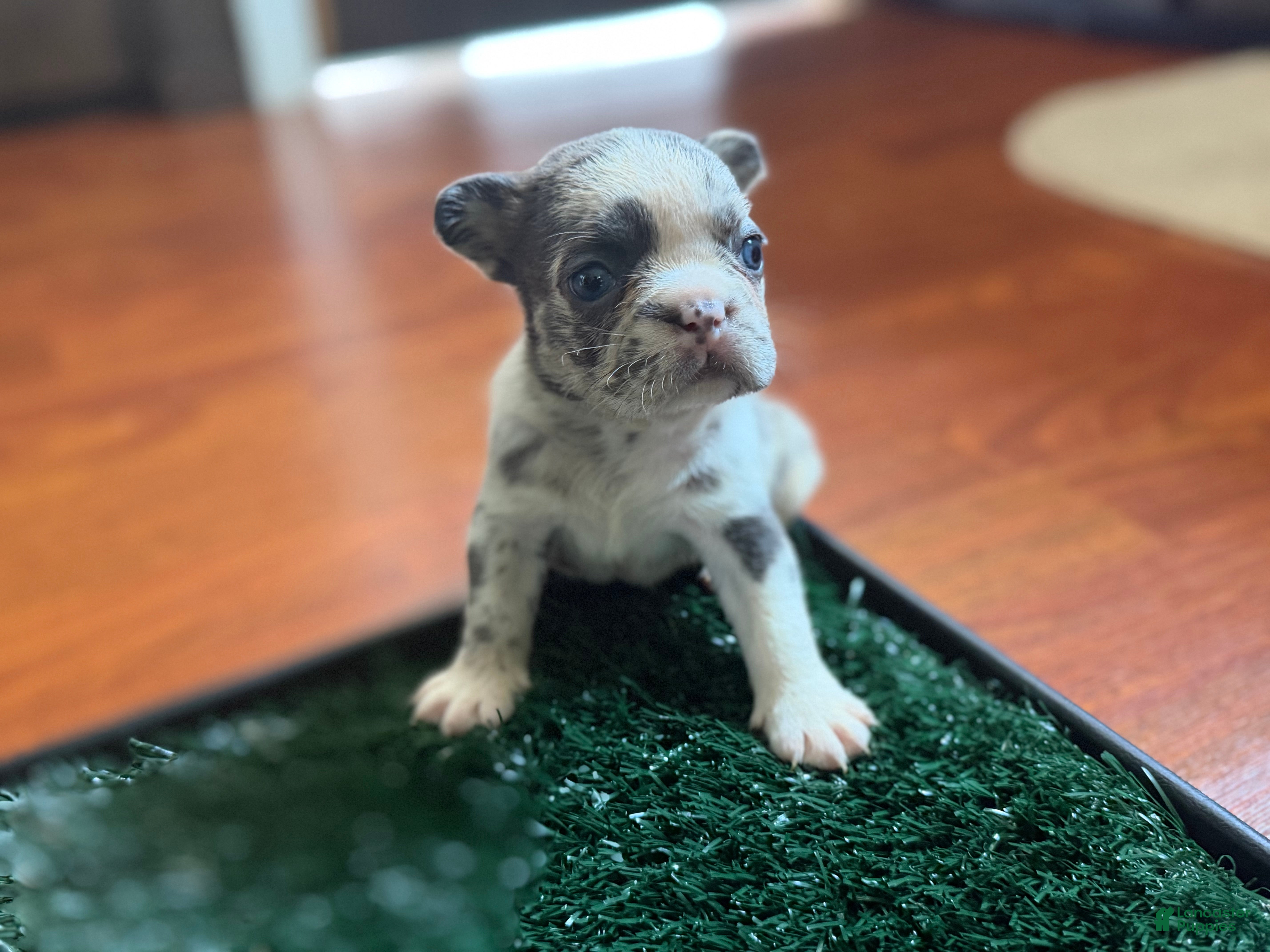 French Bulldog dogs Oreo - Ad 2