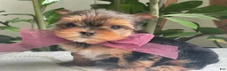 Biewer Terrier dogs for sale: Inka - Ad 10