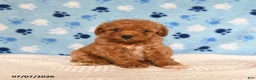 Mixed Breed dogs for sale: Buster - Ad 3