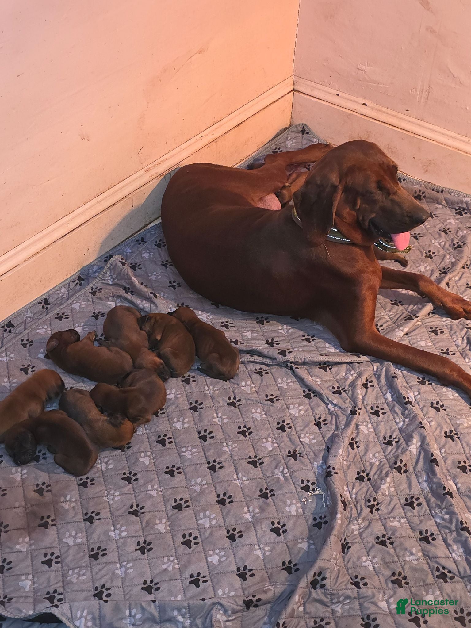 Redbone Coonhound dogs Redbone Coonhound 7 - Ad 5