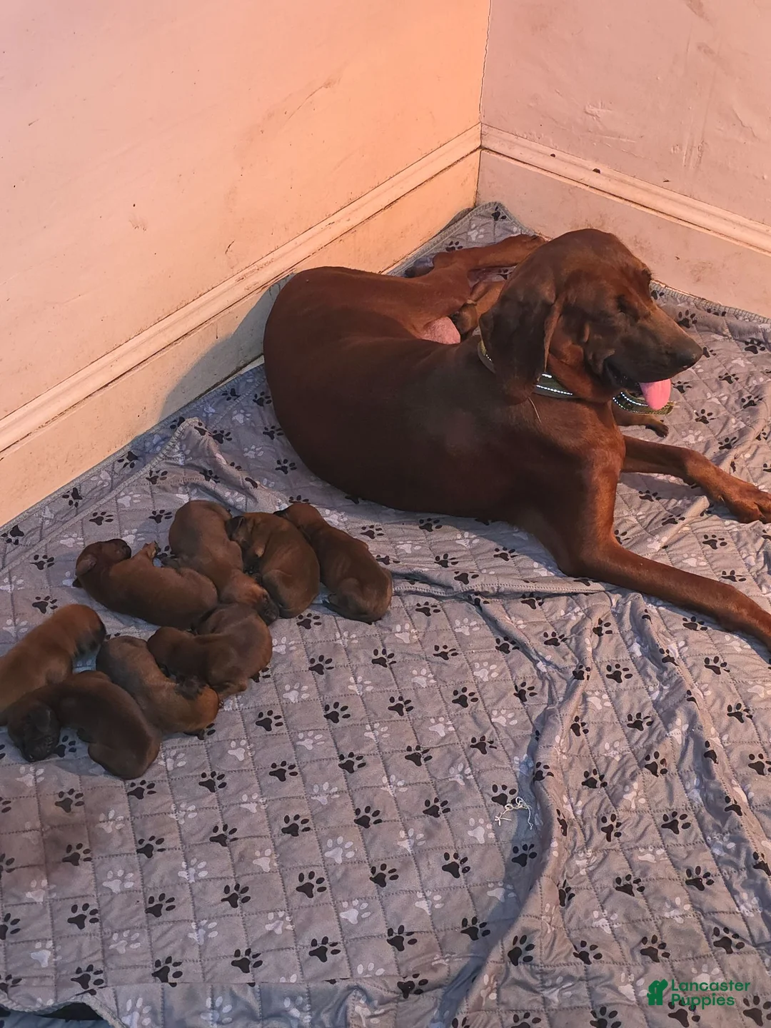 Redbone Coonhound dogs for sale: Redbone Coonhound 7 - Ad 1