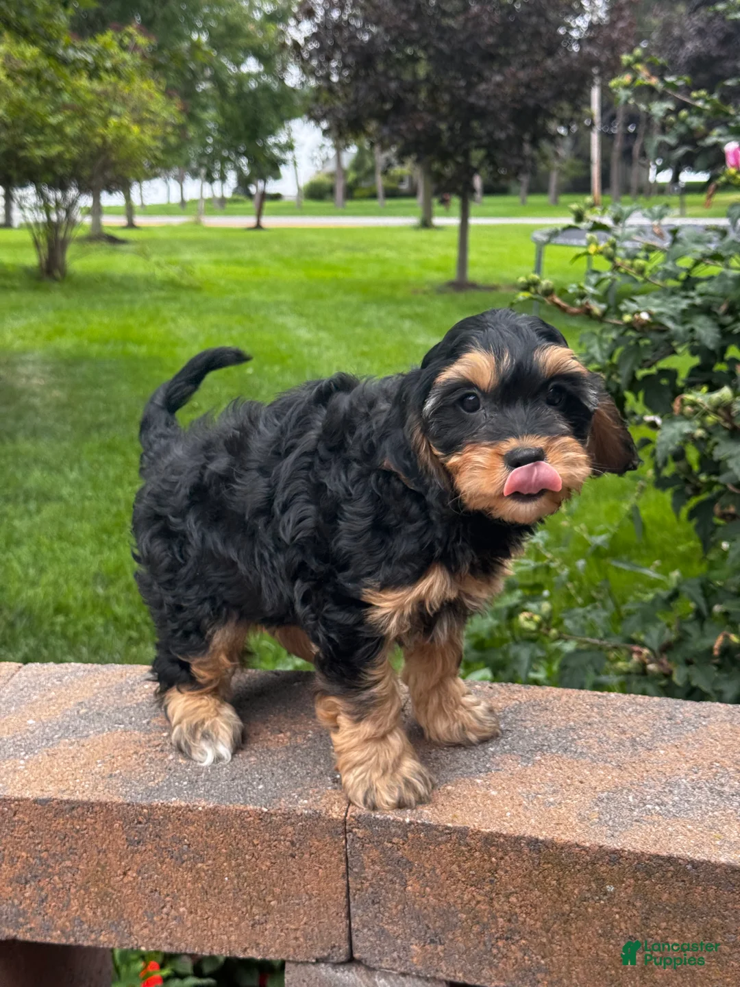 Cavapoo dogs for sale: Urie - Ad 2