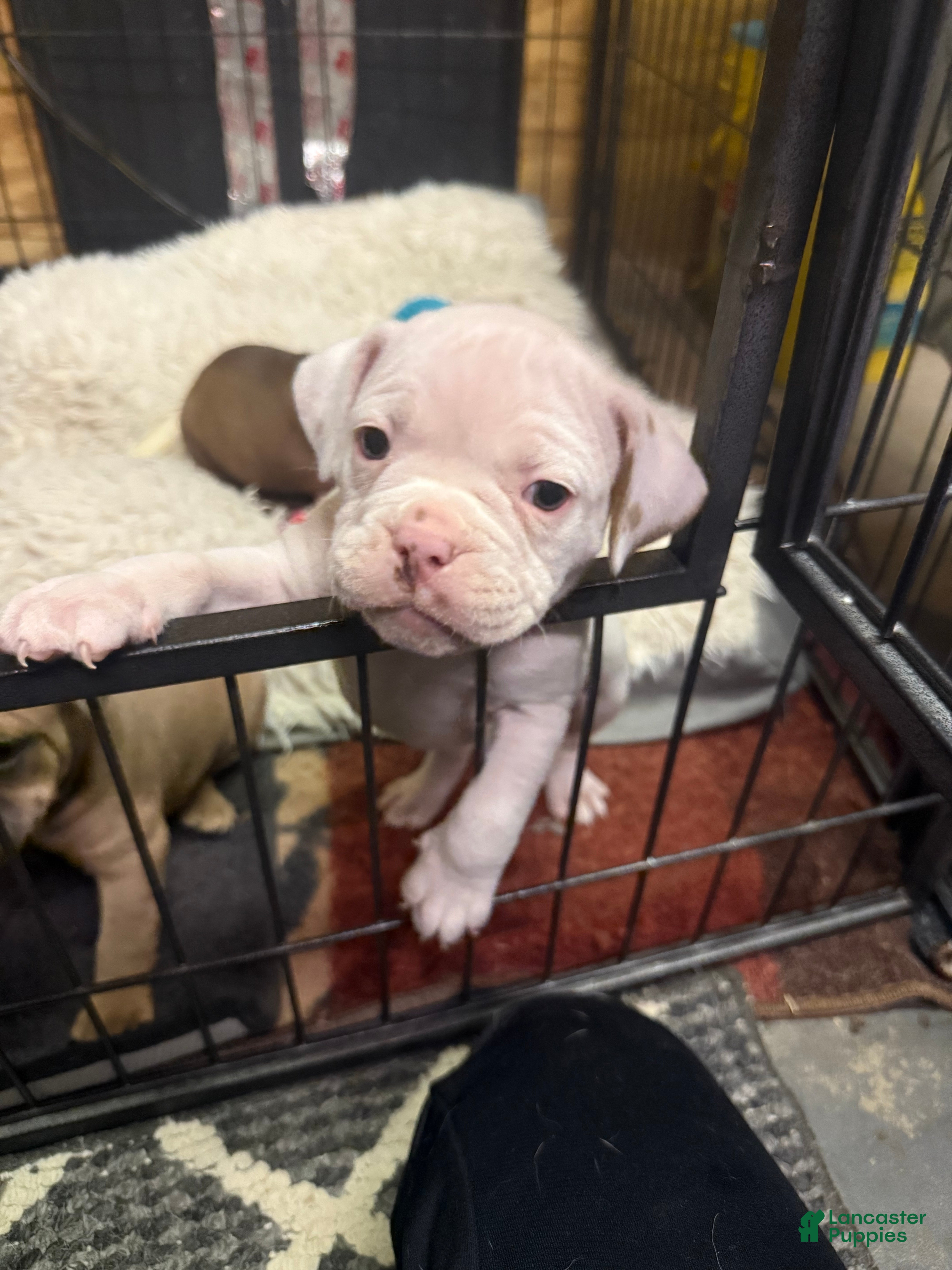 Olde English Bulldogge dogs Olde English Bulldogge Puppy 4 - Ad 21