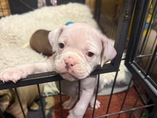 Olde English Bulldogge dogs Olde English Bulldogge Puppy 4 - Ad 37