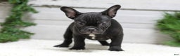 French Bulldog dogs for sale: Casper - Ad 2