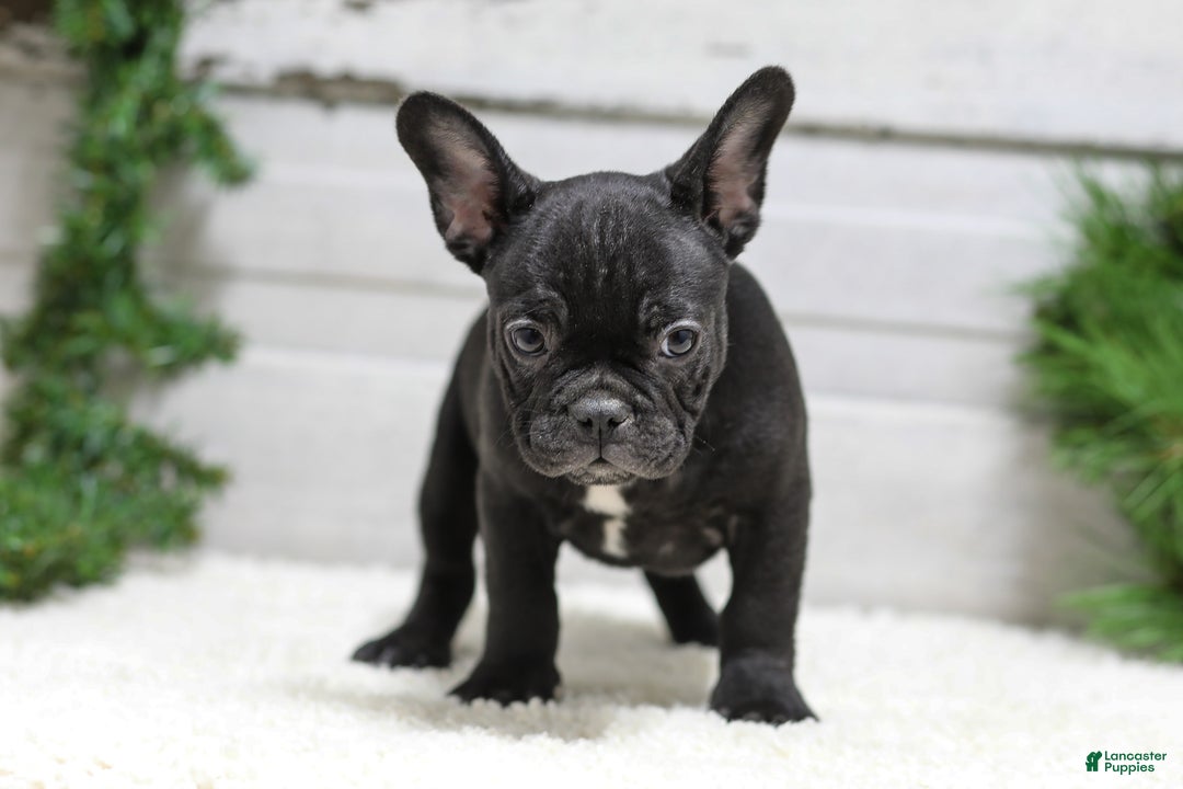 French Bulldog dogs for sale: Casper - Ad 2