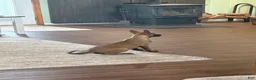 Belgian Malinois dogs for sale: Juneau - Ad 8