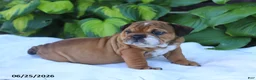 English Bulldog dogs for sale: Roxy - Ad 4