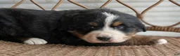 Bernese Mountain Dog dogs for sale: Hazel - Ad 3
