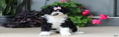 Petunia