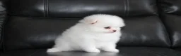Pomeranian dogs for sale: Reese - Ad 3