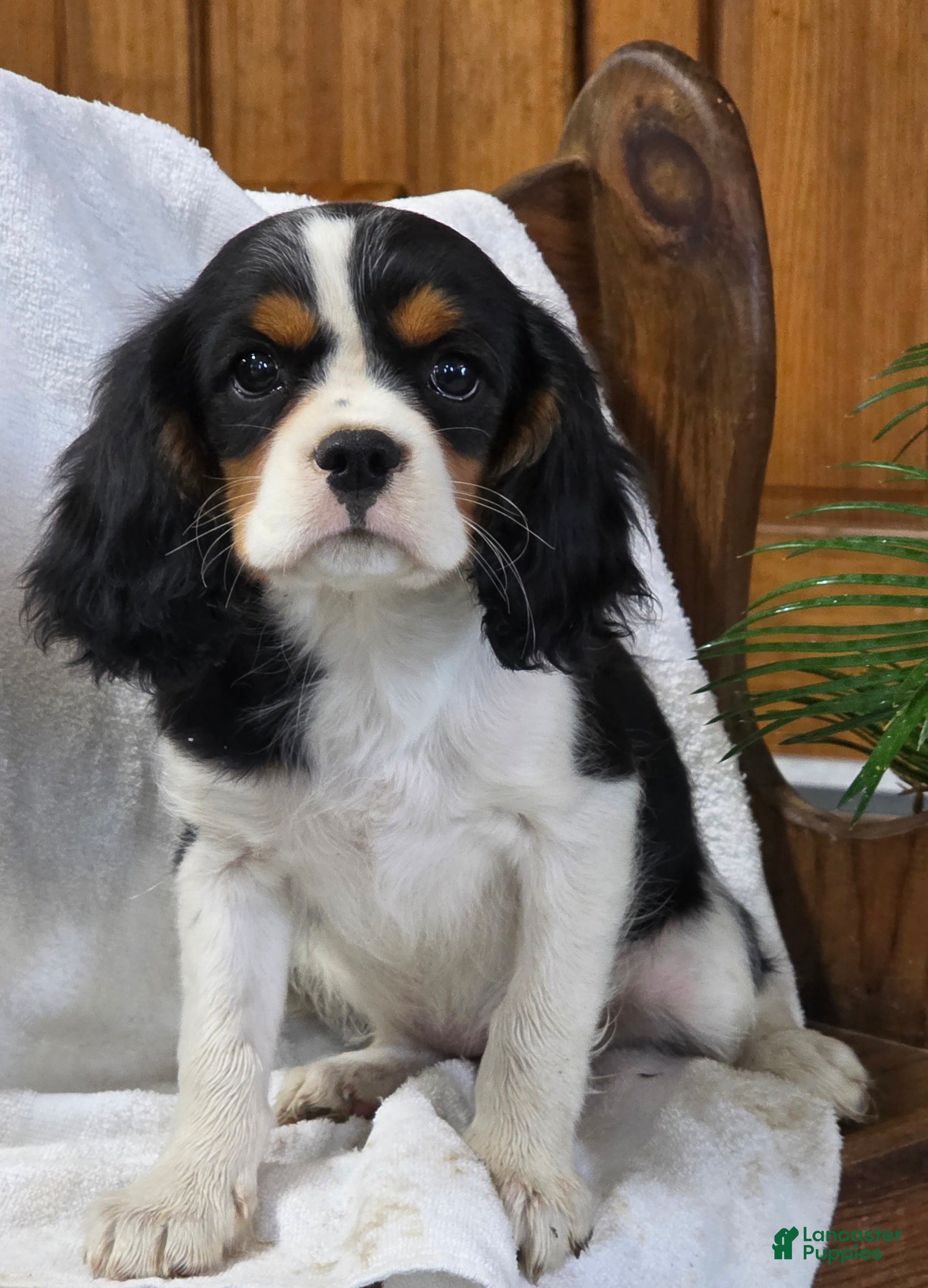 Cavalier King Charles Spaniel dogs Peony - Ad 2