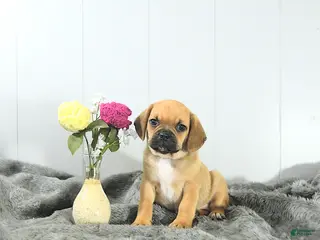 Puggle dogs for sale: Carter - Ad 1