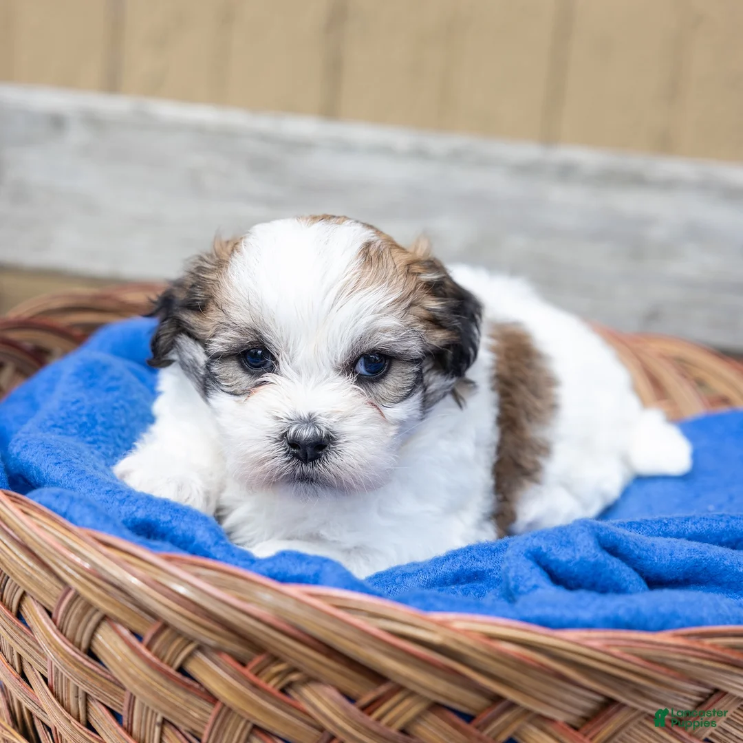 Teddy Bear dogs for sale: Pine - Ad 7