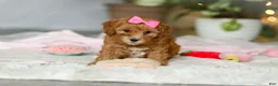 Cavapoo dogs for sale: Missy - Ad 4