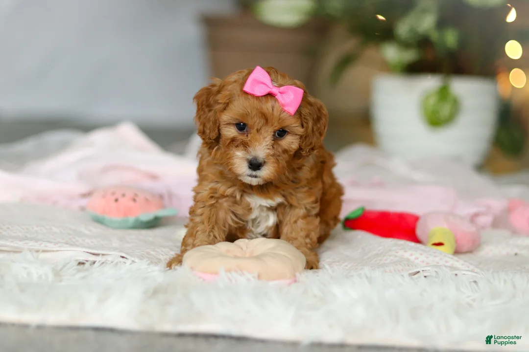 Cavapoo dogs for sale: Missy - Ad 4