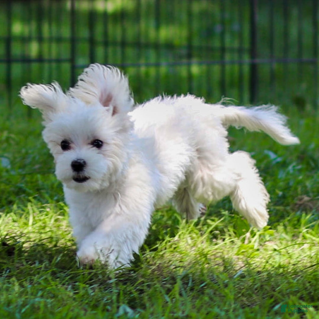 Maltese dogs for sale: Reign - Ad 4
