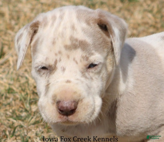 Great Dane dogs Hercules - Ad 1