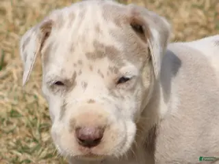 Great Dane dogs for sale: Hercules - Ad 1