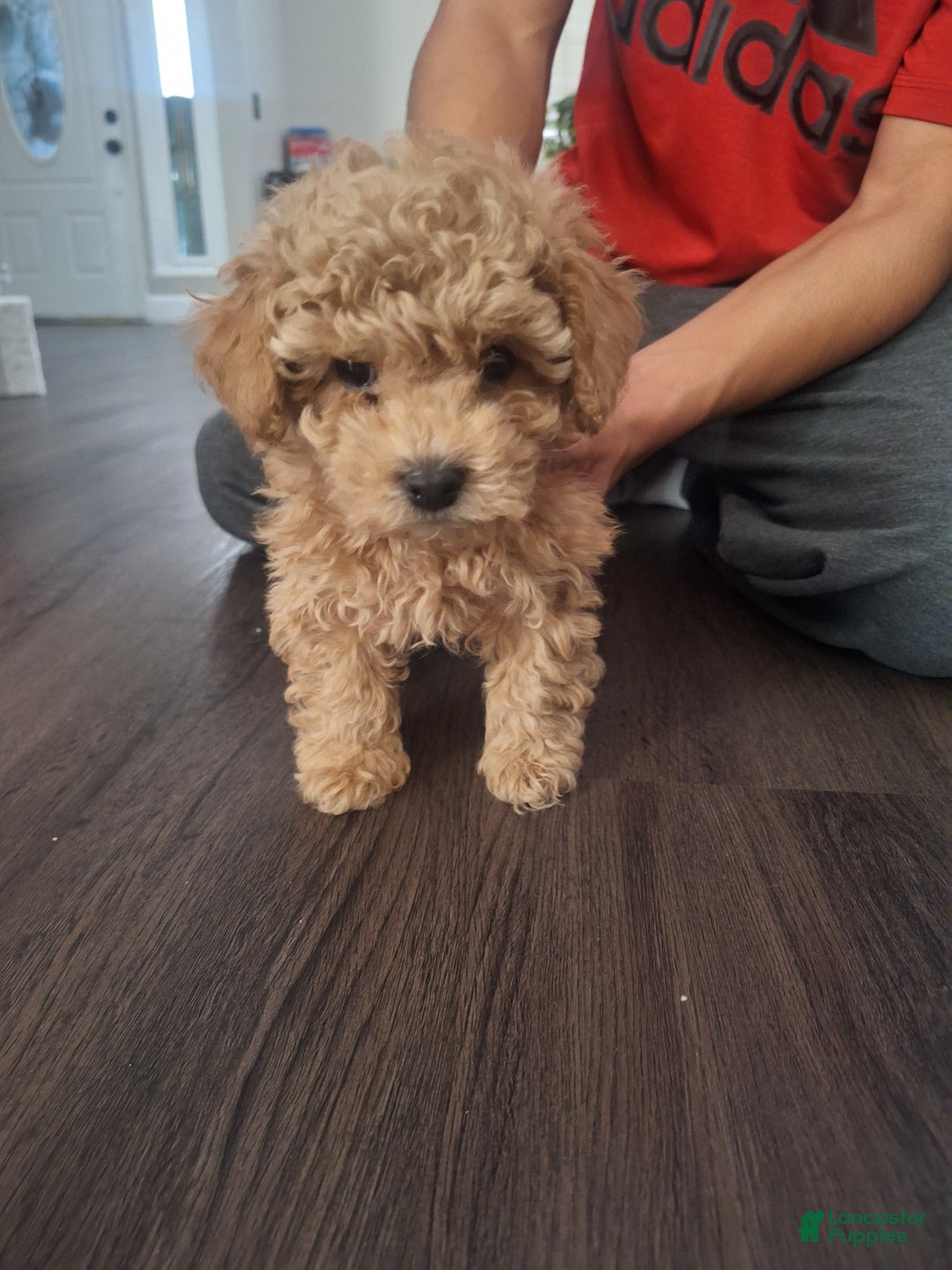 Toy Poodle dogs for sale: Brownie  - Ad 4