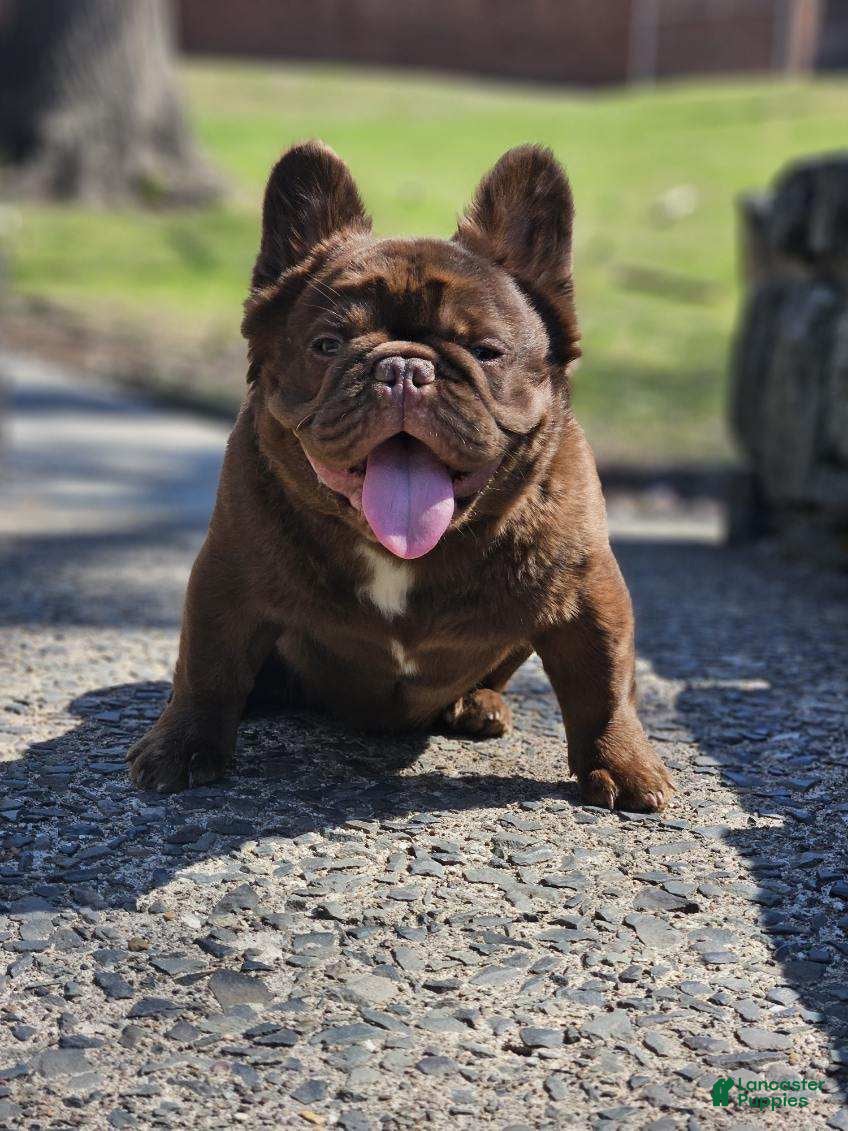 Yogi