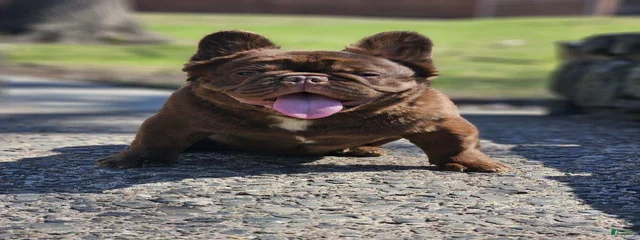 Yogi