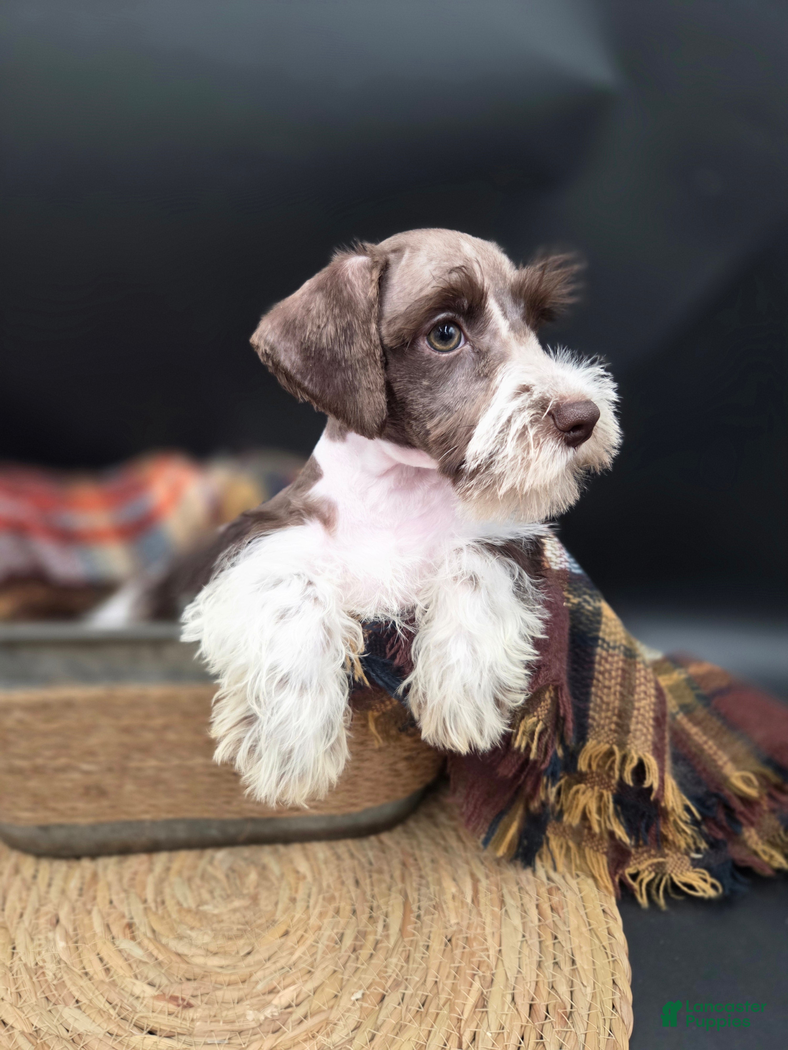 Miniature Schnauzer dogs Liver Parti Female - Ad 2