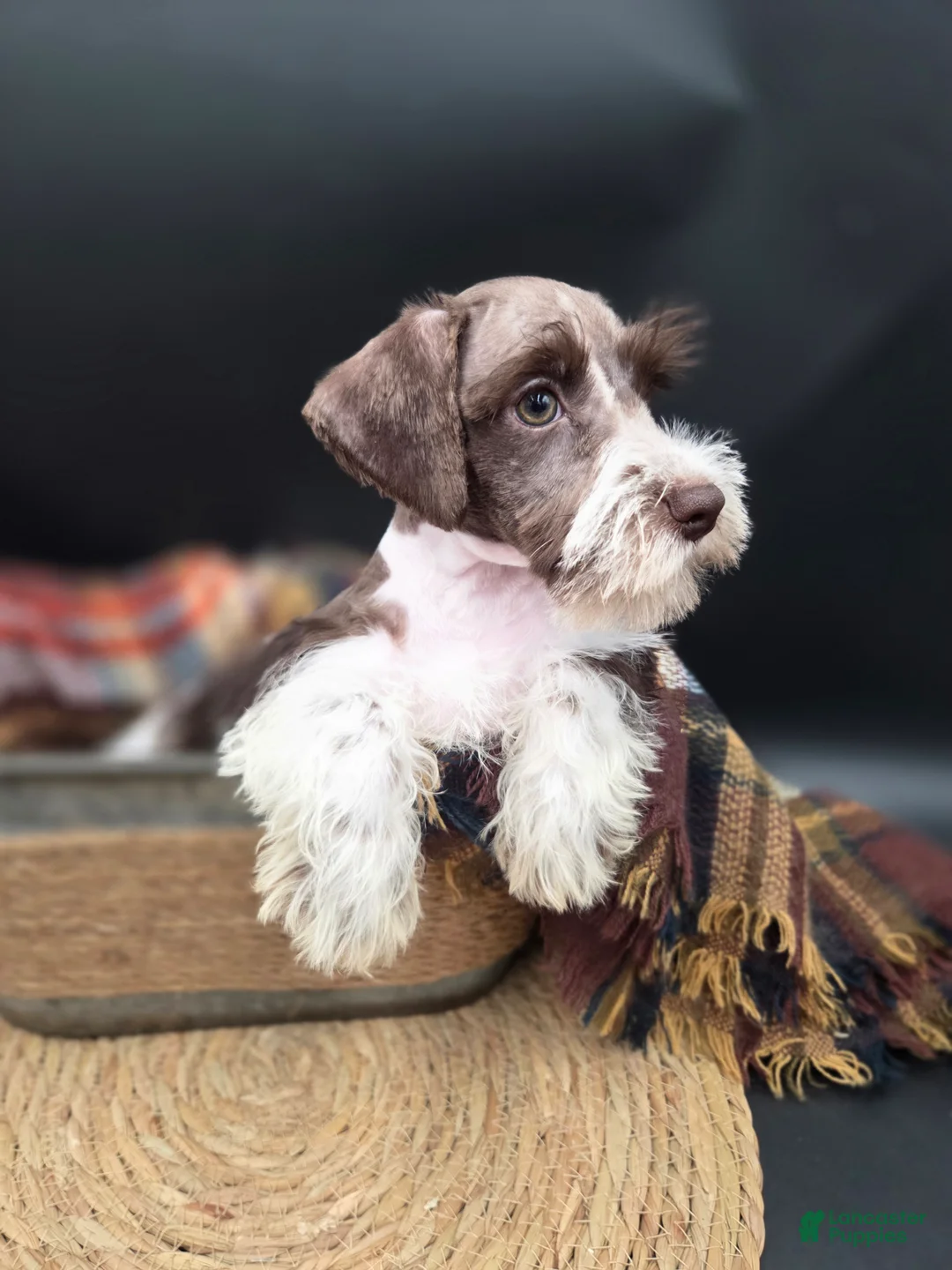 Miniature Schnauzer dogs for sale: Liver Parti Female - Ad 2