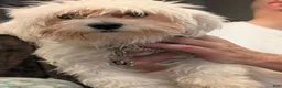 Malshi dogs for sale: Mollie - Ad 3
