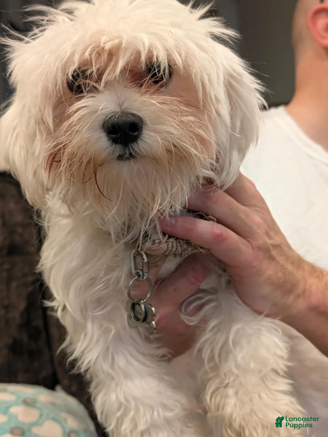 Malshi dogs for sale: Mollie - Ad 3