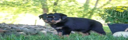 Rottweiler dogs for sale: Oakley - Ad 4