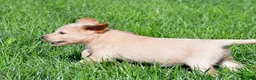 Labradoodle dogs for sale: Mindy - Ad 3