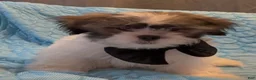 Shih Tzu dogs for sale: Nutmeg - Ad 8