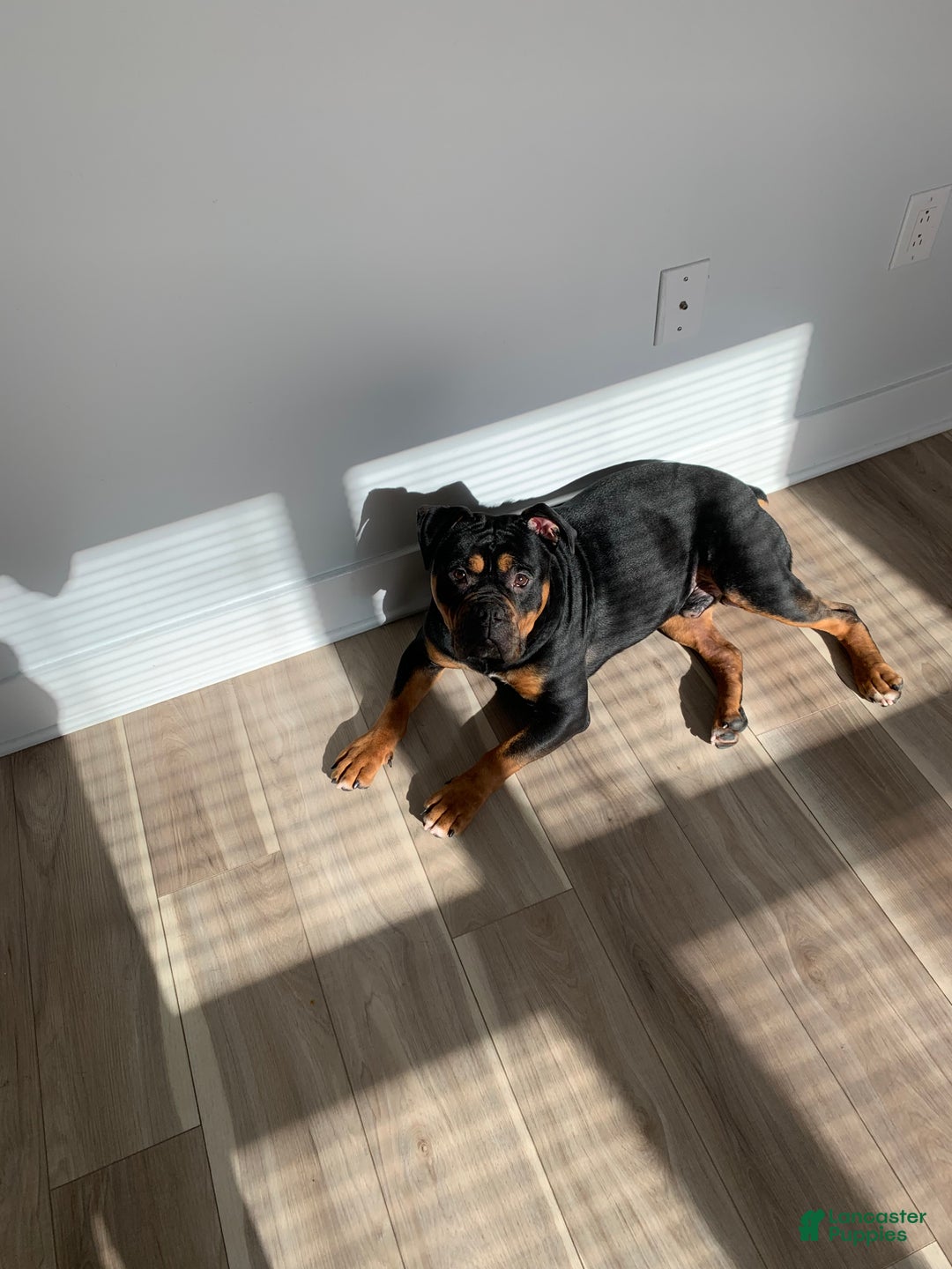 Mixed Breed dogs for sale: Champ - Ad 1