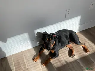 Mixed Breed dogs Champ - Ad 1