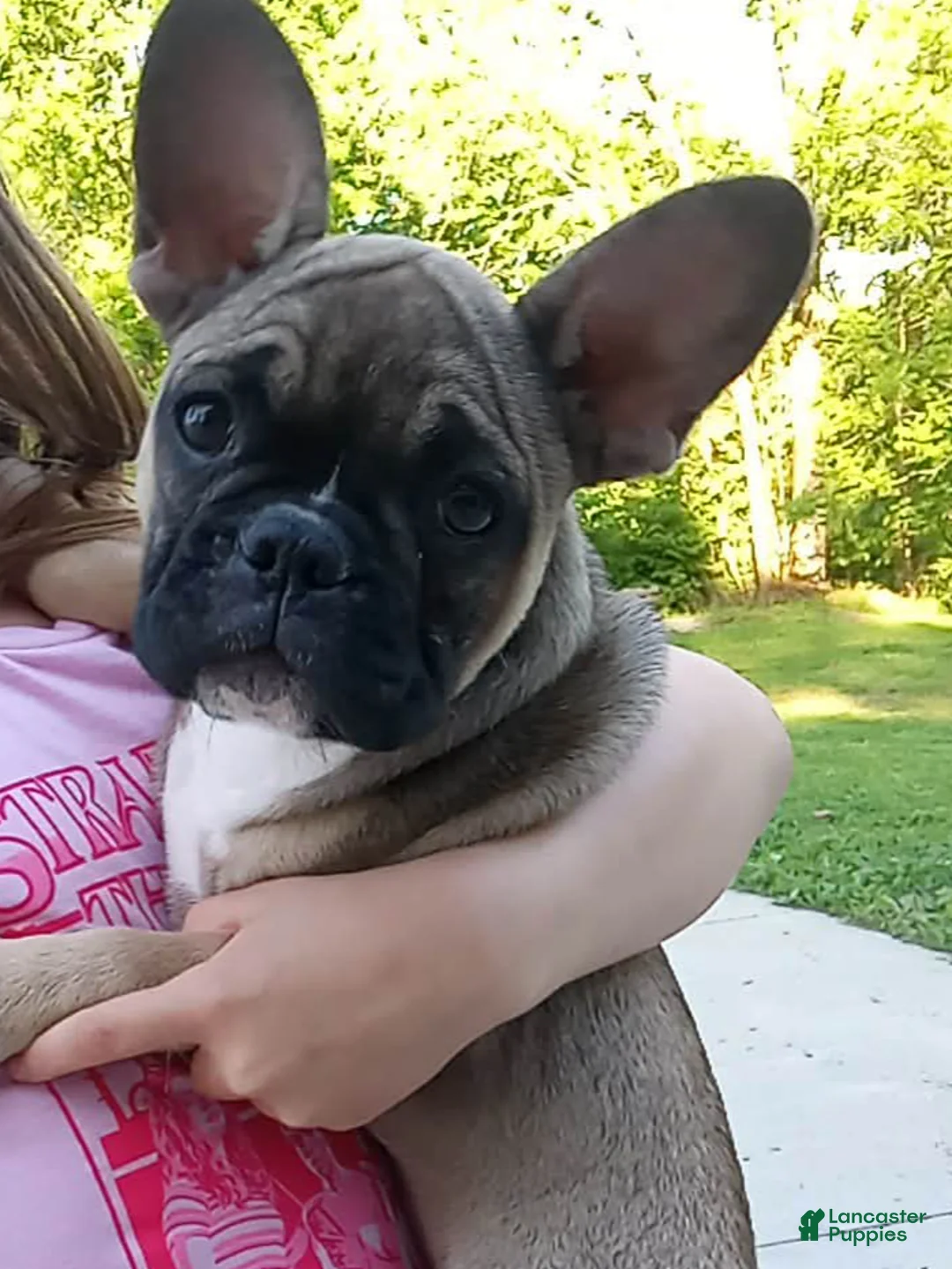 French Bulldog dogs for sale: Jojo last puppy  - Ad 2