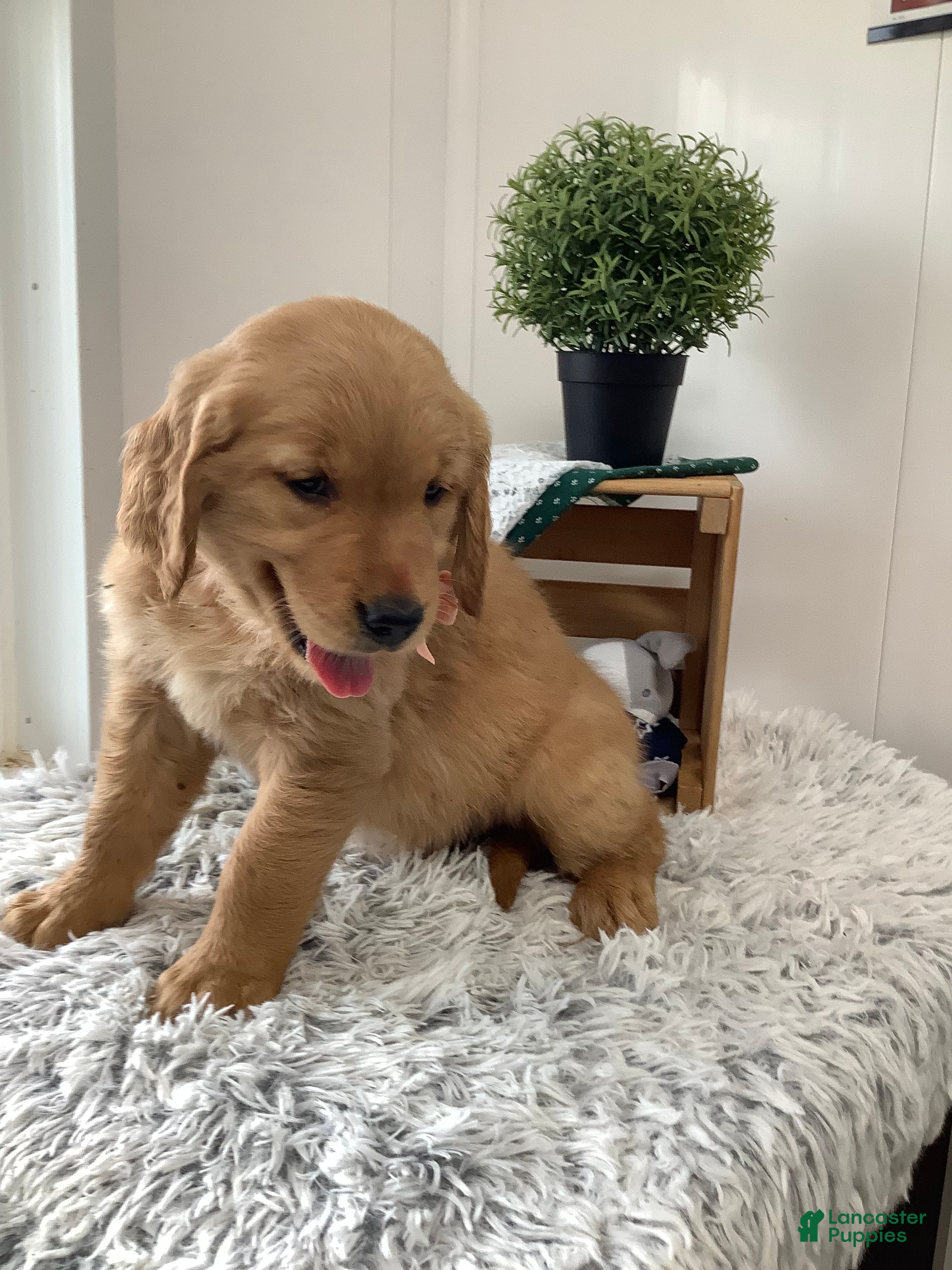 Golden Retriever dogs for sale: Golden Retriever Ticker - Ad 10