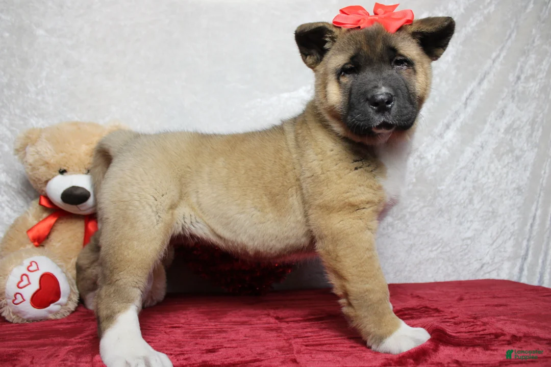 Akita dogs for sale: Jill  - Ad 9
