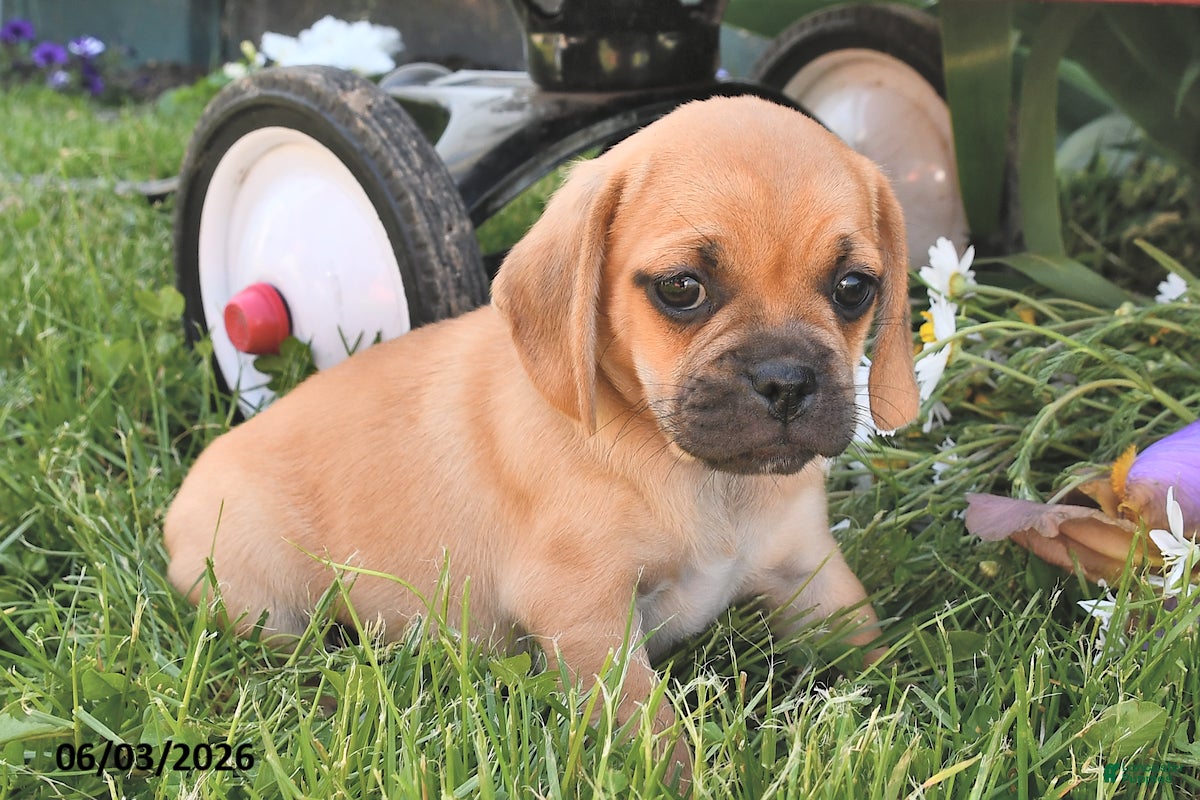 Puggle dogs Stardust    - Ad 2