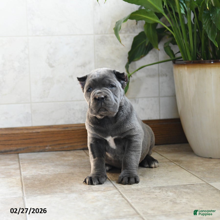 Cane Corso dogs Wren - Ad 2
