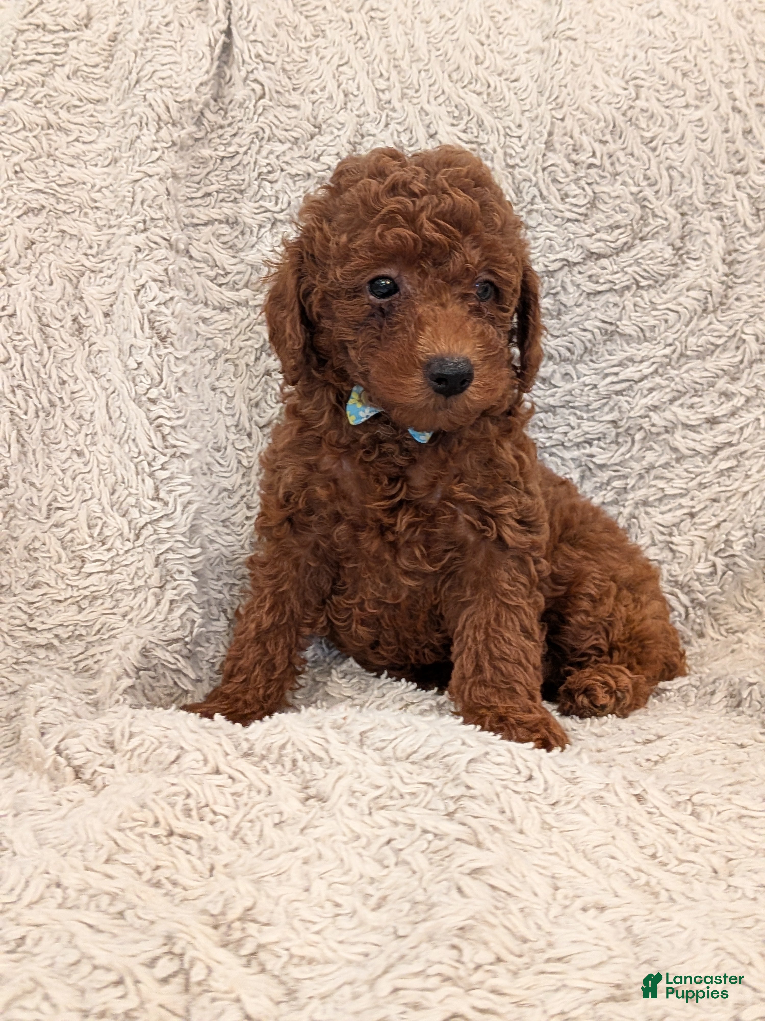 Miniature Poodle dogs Buster - Ad 2