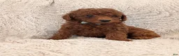 Miniature Poodle dogs for sale: Buster - Ad 2