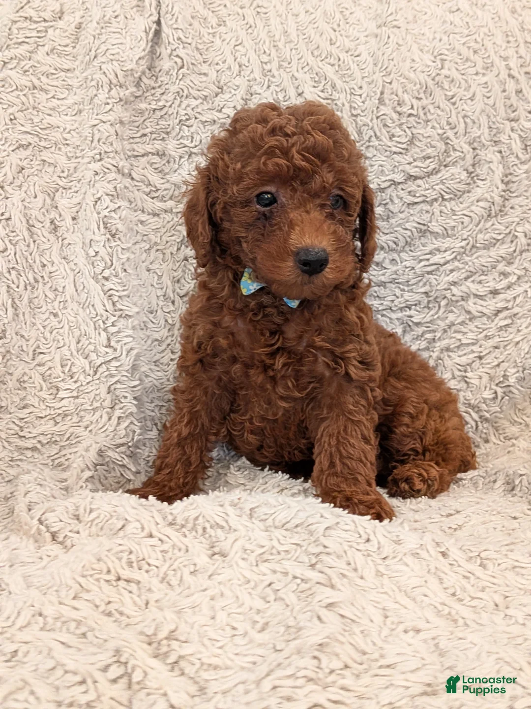 Miniature Poodle dogs for sale: Buster - Ad 2