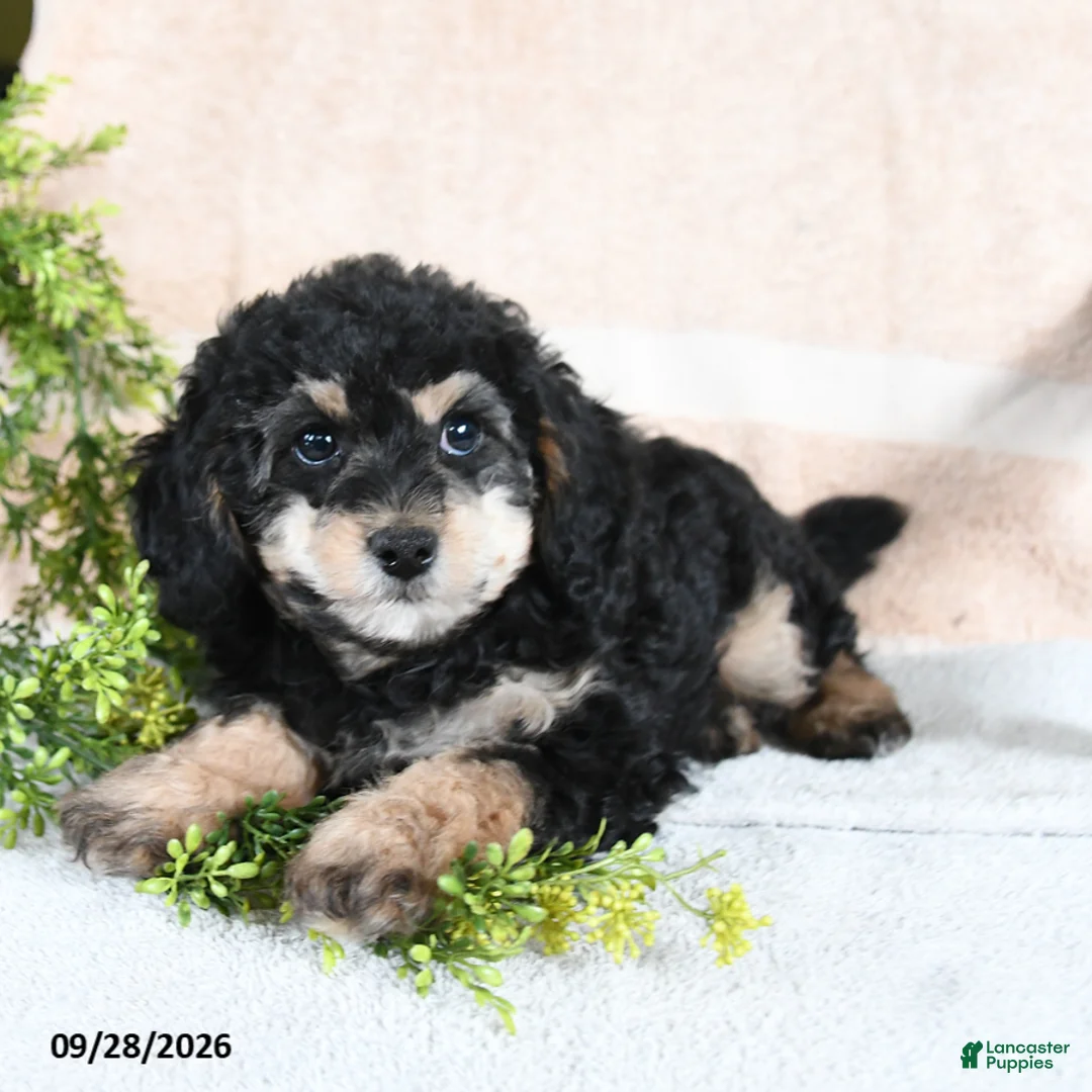 Mixed Breed dogs for sale: Turtle - Ad 1