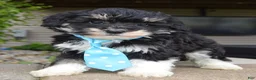 Mini Bernedoodle dogs for sale: Mini Buster - Ad 1