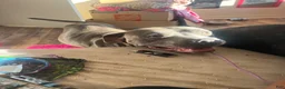 American Pit Bull Terrier dogs for sale: Tiva  - Ad 5